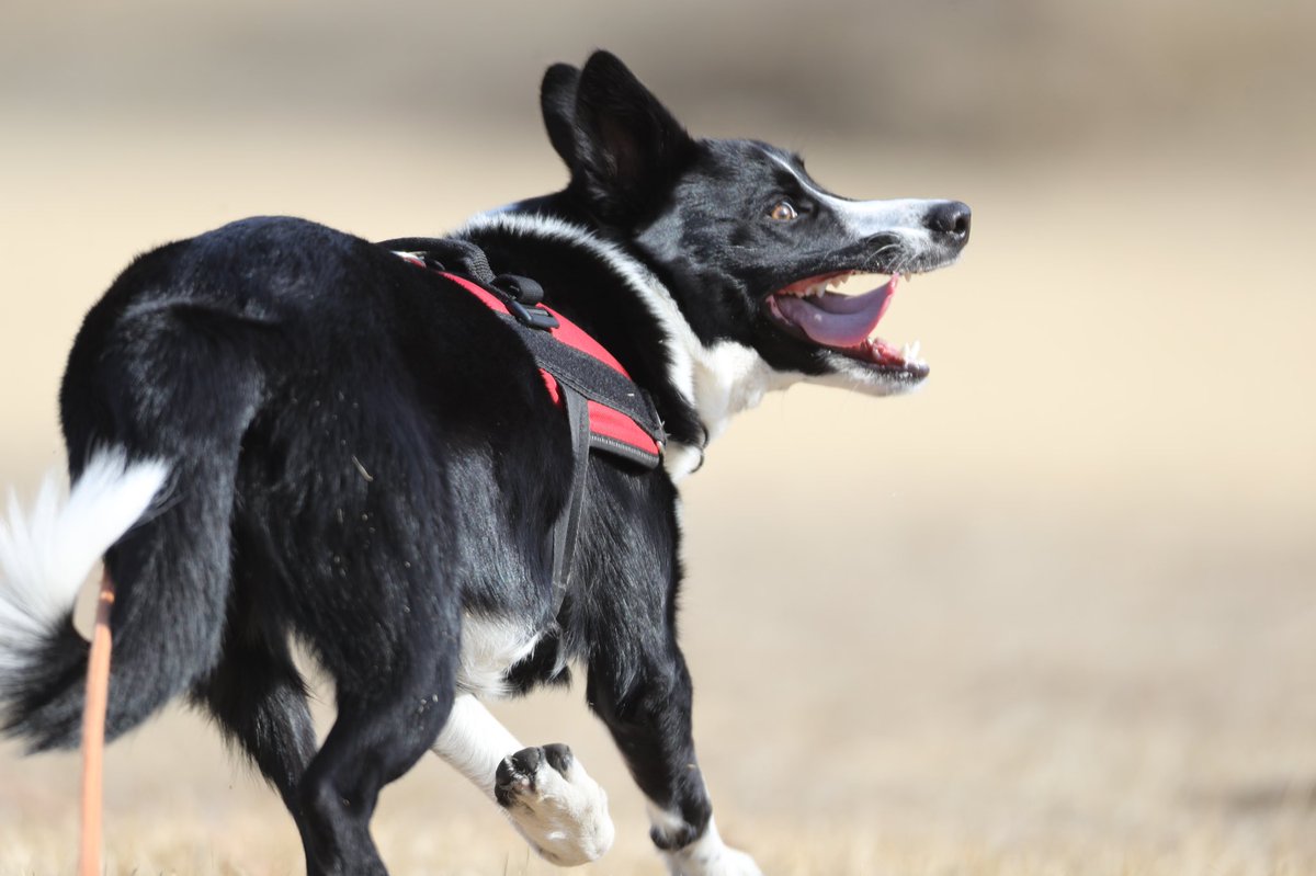 ボーダー コリー のtwitter検索結果 Yahoo リアルタイム検索