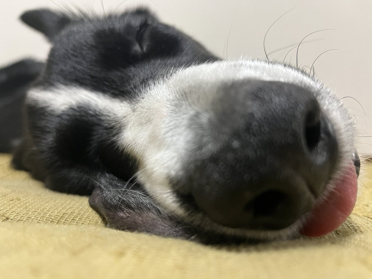 ボーダー コリー のtwitter検索結果 Yahoo リアルタイム検索