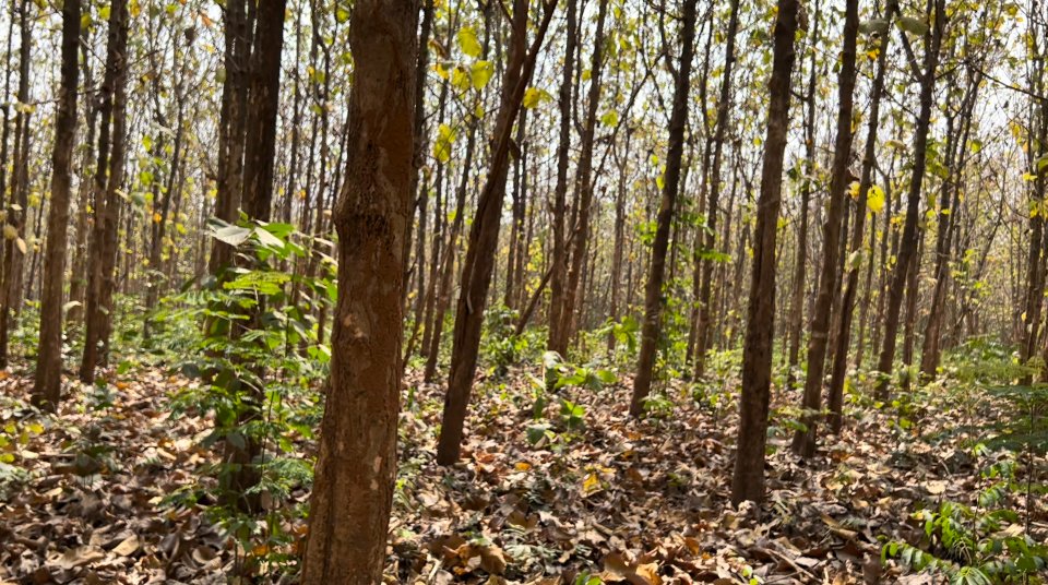 "Forests and sustainable production and consumption" is the theme of this years #IntlForestDay, emphasising the importance of ALL types of forests. 

Choose sustainable wood for people and planet.

#FLEGT-VPA🇬🇭🇬🇧#Coppicing >#timber #reforestation #BetterWithForests #SDG12