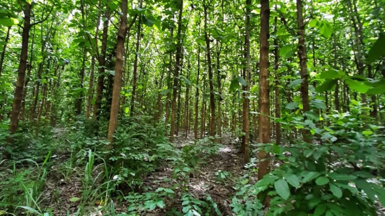 Mere Plantations tweet media