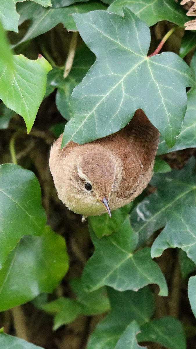 RT @AnnelisaNature: Jenny Wren peeping out of her Ivy roost 
#birdphotography #nature @iNatureUK https://t.co/yj04mPi1HS