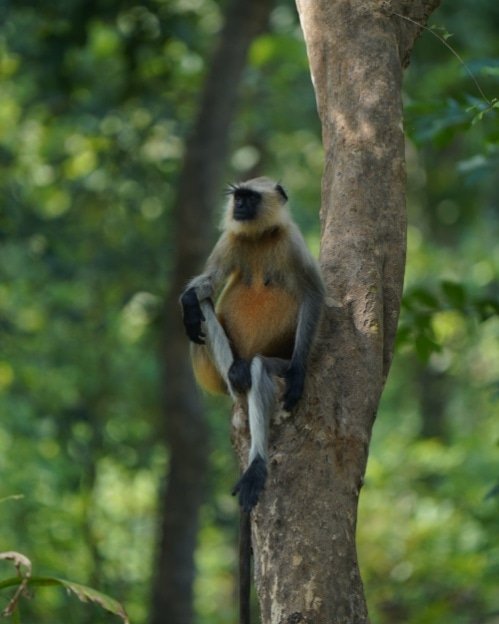 barnawaparaws's tweet photo. Gray Langurs (Semnopithecus) have brownish gray fur, with a tinge of red on their dorsal surface and white fur on their ventral surface. Found at Barnawapar wildlife santuary.
Hashtags :
#graylangurs #semnopithecus #cgtourism #wildlifesanctuary #nationalpark #cggovt https://t.co/t048fj81CE