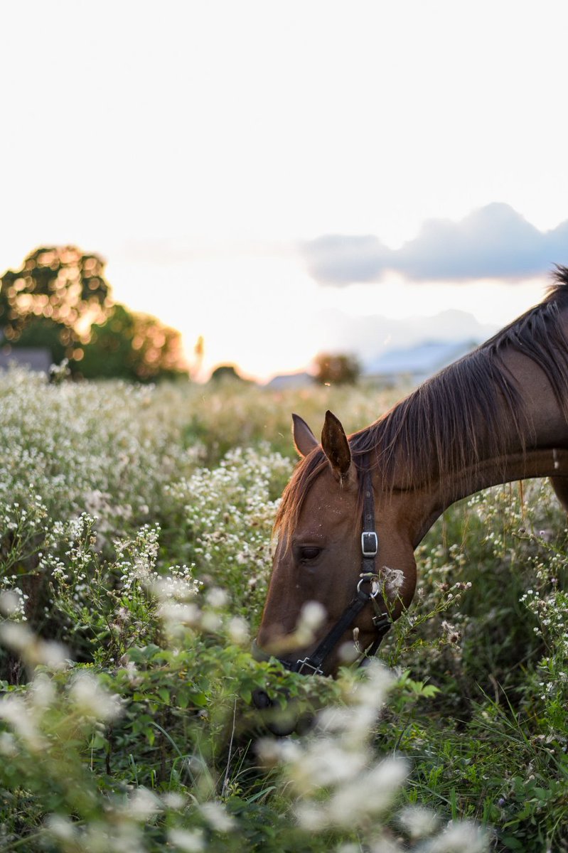 AspenGoldBed's tweet photo. Some horses are pawing at their stall door around feeding time while others show no real interest in food. Try these tricks to tempt him into digging into a nutritious meal: https://t.co/aVUBhdFy04 #Horses https://t.co/Mexb1iTqpS