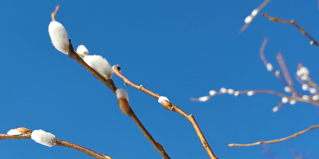 Tänään on kansainvälinen metsien sekä runouden päivä. Sen kunniaksi Anja Erämajan runoteoksen takakansiteksti: Timantit ovat ikuisia, mustikat voi syödä. #IntlForestDay