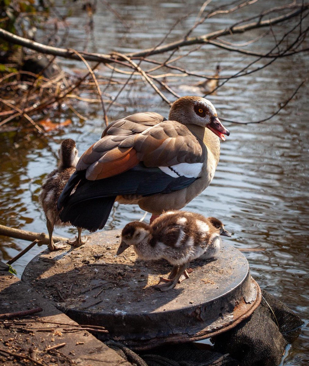 KimHaddon2's tweet photo. Egyptian Geese in #peckhamryepark #se15
#spring2022 https://t.co/veAwiLCgv4
