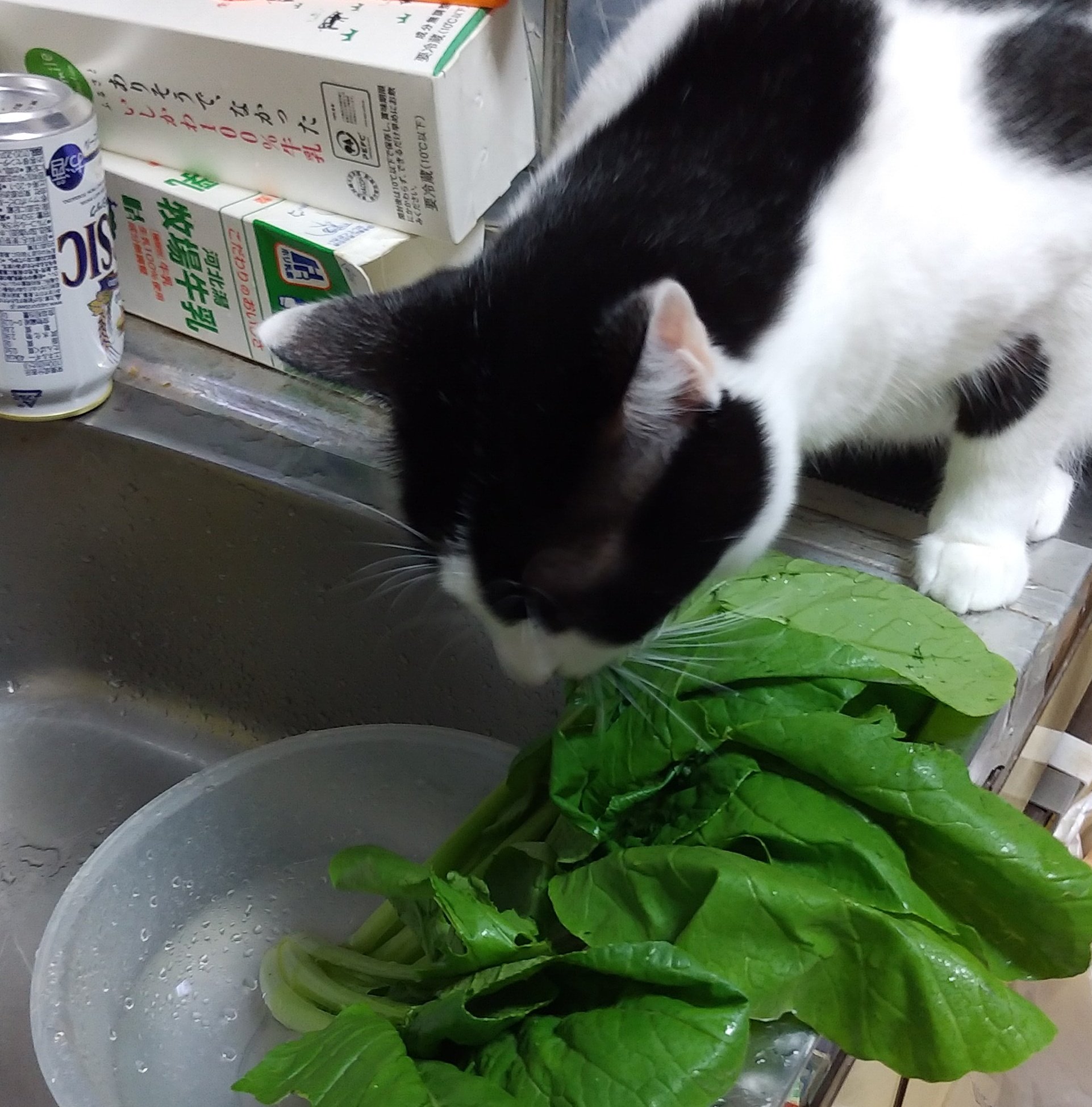 تويتر 猫と日常 時々特撮 على تويتر ちょくちょく野菜の盗み食い発生するので Okの野菜と食べちゃダメな奴調べて 絶対 なホウレン草やセロリ ネギ類は買ってきたら即格納してます 大根葉 囓ったね 足下に証拠が散ってるぞ ガスの火を調整してる隙に小松菜