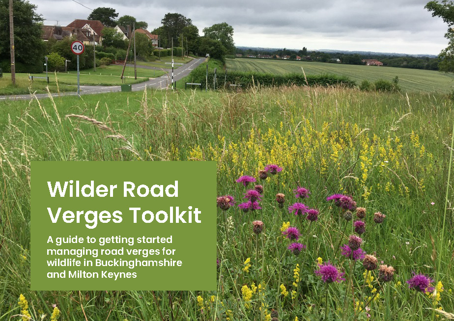 BucksBuzzing's tweet photo. If you missed the webinar, there are some other fab resources out there, including our Wilder Road Verges Toolkit which will help you get started managing your verges and other green spaces for wildlife: https://t.co/8H3LzzxGkz https://t.co/AdrSjh6s3x