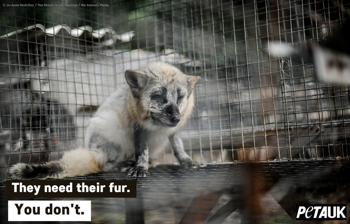 PETAUK's tweet photo. 💔 #furisdead https://t.co/kgkNrWgEK3