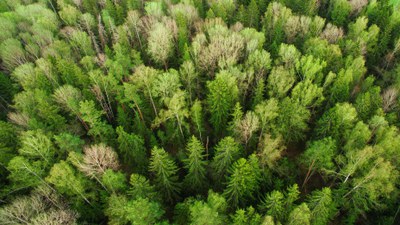 EUEnvironment's tweet photo. Today is the International Day of the Forest - let's remember that our forests help us fight climate change and they provide invaluable ecoservices to all of us! Happy #forestday !🌲🌳 https://t.co/zSBKceXbEz
