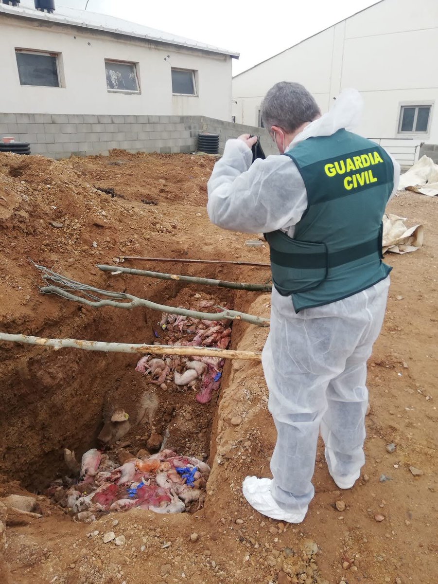GCSoria062's tweet photo. #GuardiaCivilSor, denuncia al propietario de una #explotaciónporcina por enterrar los cadáveres del ganado porcino dentro del recinto de la explotación.
#SoriaColaboraGC https://t.co/xofBDmgXAN