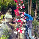 【筑波山江戸屋】のツイート画像