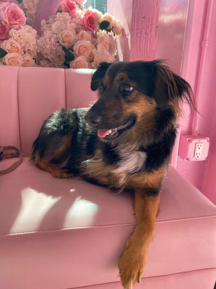 PrettyLittleThing tweet media