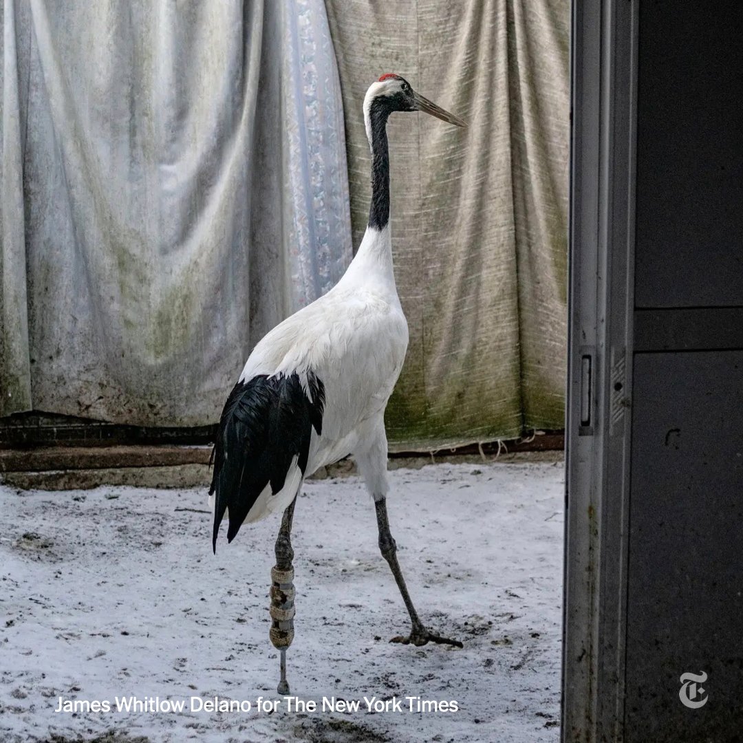 Red-crowned cranes, a symbol of loyalty and longevity in Japan, are no longer on the edge of extinction thanks to conservators. This rescued bird was even given a prosthetic leg.

But they rely on people feeding them. Can they survive without humans? nyti.ms/3L5U1EZ