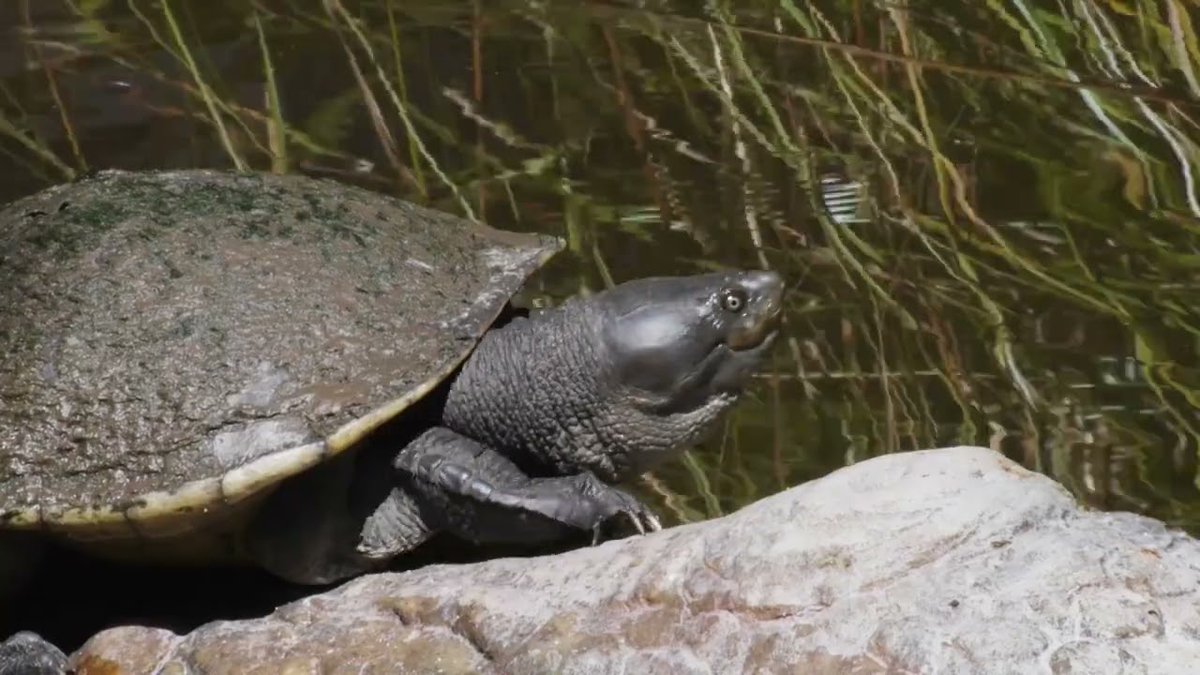 🏞️🦎🐢 North Central CMA 🌳🐠🐦 tweet media