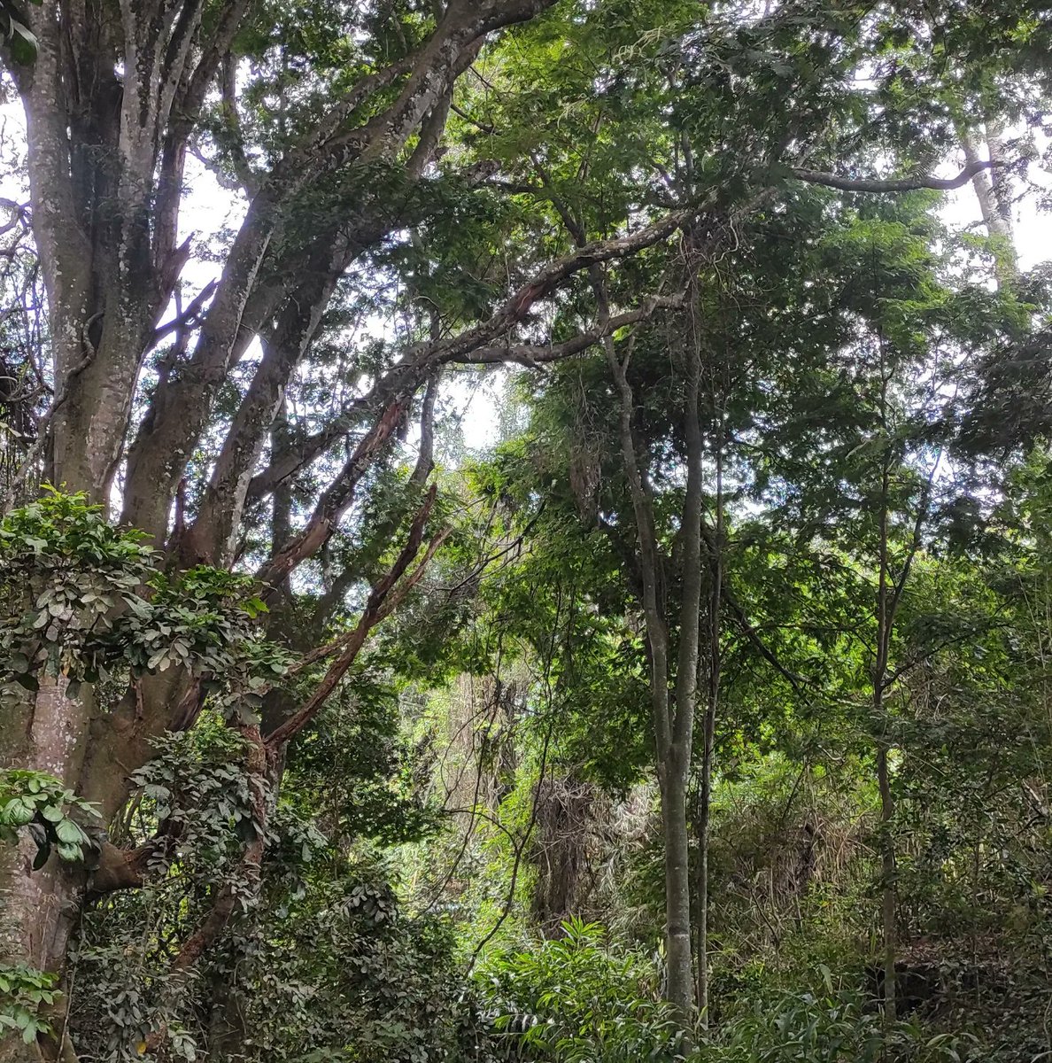 MitiAlliance's tweet photo. Imagine if our world safeguards it's forests, water sources &amp; we maintained a sustainable 🌍.

What a beautiful world it would be. 😇💚🌿🌱🌳🇰🇪

Let's not waste time 🪓🌲 let's do what we can to ensure our forests are safe. 

#InternationalDayofForests @Environment_Ke #climate https://t.co/RXRnUXYwAp