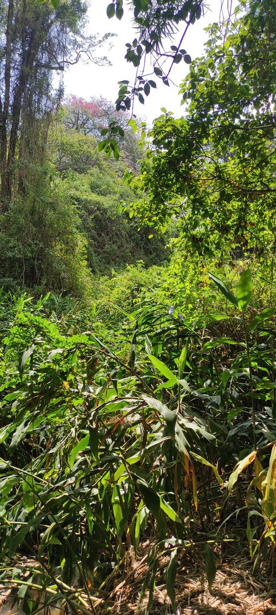 Imagine if our world safeguards it's forests, water sources &amp; we maintained a sustainable 🌍.

What a beautiful world it would be. 😇💚🌿🌱🌳🇰🇪

Let's not waste time 🪓🌲 let's do what we can to ensure our forests are safe. 

#InternationalDayofForests <a href="/Environment_Ke/">Ministry of Environment, Climate Change & Forestry</a> #climate