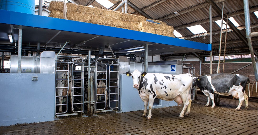 L’installation flexible dans le bâtiment et les multiples portes fournissent un flux de vache naturel pour toutes les tailles et races, ce qui rend la traite calme et détendue #milkingwithm2erlin (Traire avec M²erlin)
bit.ly/3BmhEFG