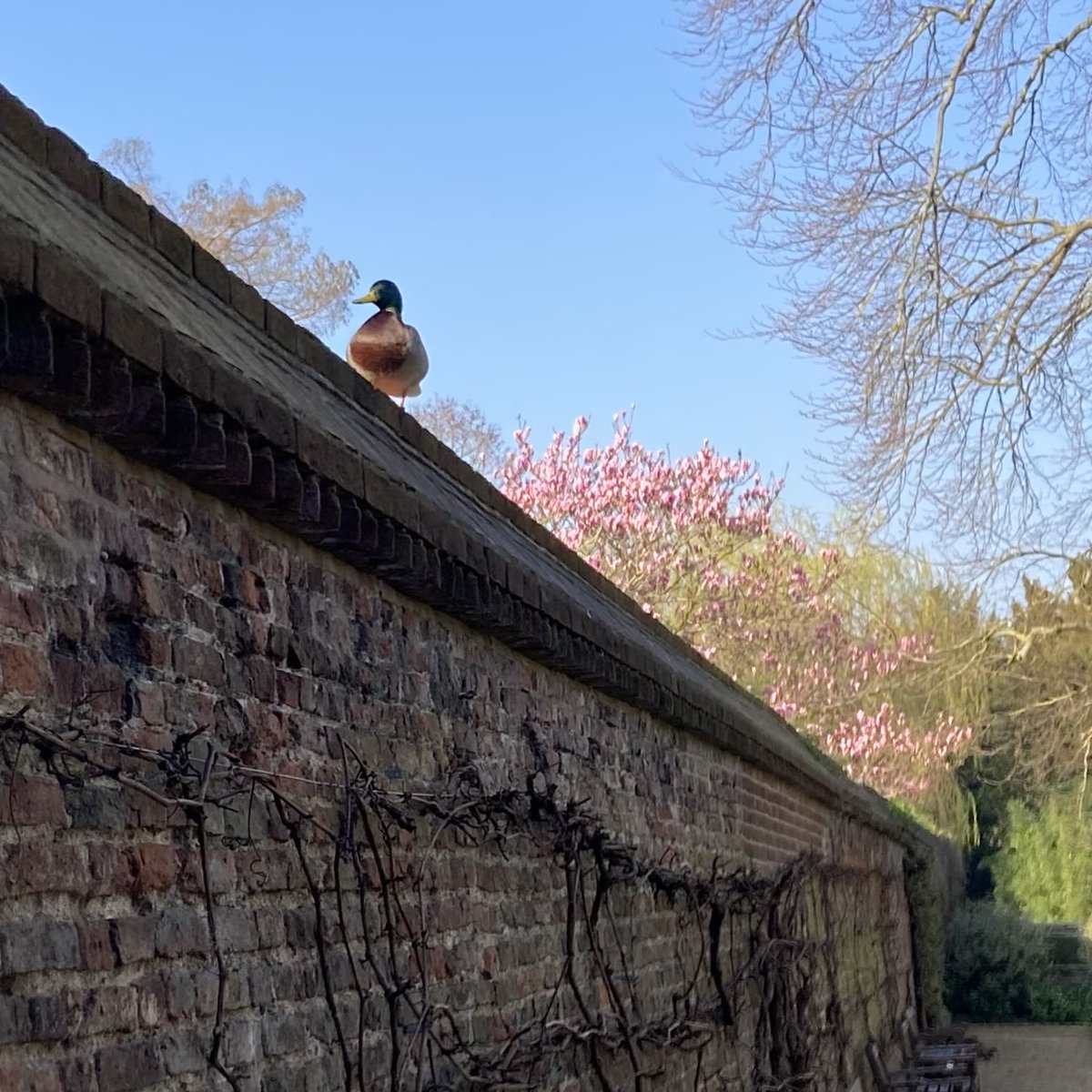 Trinity Hall tweet media