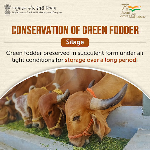 Dept_of_AHD's tweet photo. 🌱🐂| The process of making #silage is called #ensiling, and good quality silage is yellowish-green with a vinegar like smell! 

#AmritMahotsav #AnimalHealth #AnimalWealth https://t.co/KWMmLBKrDt