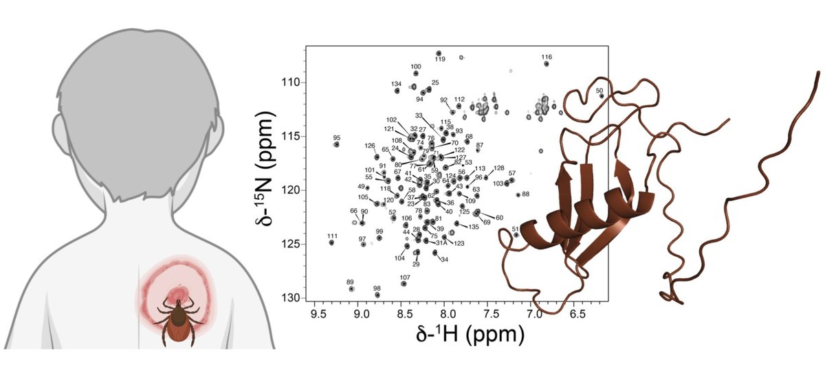 CIB Margarita Salas (CSIC) (@cib_csic) on Twitter photo #CIBpapers
Structural Analysis of the Black-Legged Tick Saliva Protein Salp15
New paper by Dr. Francisco Blanco (<a href="/CIB_CSIC/">CIB Margarita Salas (CSIC)</a>) unveils the structure of Salp15, protein found in the saliva of #ticks which helps them to sustain its blood meal for days.
➡️ow.ly/4Oy950InSYg #CIBpapers
Structural Analysis of the Black-Legged Tick Saliva Protein Salp15
New paper by Dr. Francisco Blanco (<a href="/CIB_CSIC/">CIB Margarita Salas (CSIC)</a>) unveils the structure of Salp15, protein found in the saliva of #ticks which helps them to sustain its blood meal for days.
➡️ow.ly/4Oy950InSYg