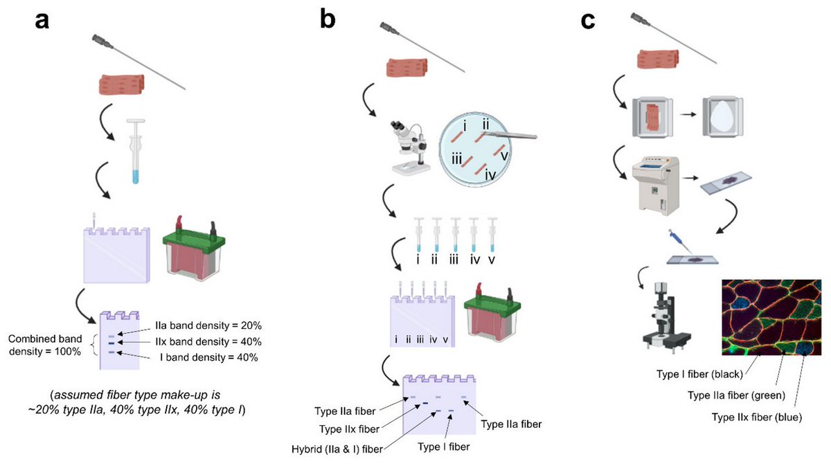 ElsaQiu1's tweet photo. #mdpisports MDPI Good Article for your reference 👉
Title: #Muscle #Fiber Type Transitions with Exercise Training: Shifting Perspectives https://t.co/3ElnMCQj1H #mdpisports via @Sports_MDPI 
@BradSchoenfeld @DrMikeRoberts @drcodyhaun https://t.co/V7g4XsEpnE