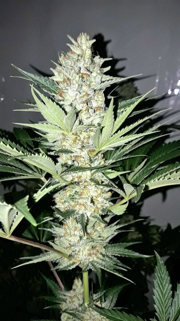 AdrycManellson's tweet photo. Con #Mavericks, #StaMarina y #WildWave #NuevosProyectos de @GreenbudSeeds en #AdrycsCove, dónde #WeLoveThatWeDo,
Mi Hada, #Gatito y yo Os Saludamos.
Sea una Magnífica semana,
Plena de Alegría, Paz, Olas y #SemisDeColección.
#HempIsLife like #GreenIsLife.
Vamos a por ella...🧚♂️😎 https://t.co/XvxF7dC46D