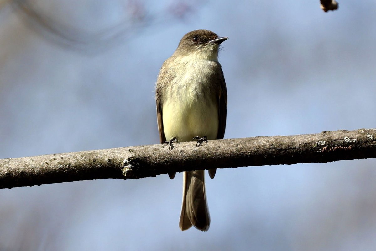 Eastern Phoebe - among the earliest of migrants, bringing hope that spring is here. They have a delightful gentle tail-wagging habit and soft “fee-bee” song. #easternphoebe #centralpark #audobonsociety #birdsofcentralpark #birdcpp