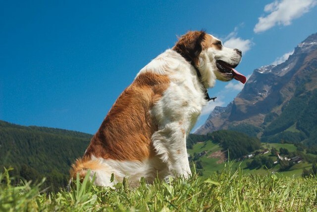 debbie_grice's tweet photo. You’re looking quite fetching today.
#dogs #dogsofinstagram #doglover #saintbernard #cutedogs #instadog #instapet #DogNeedsBest https://t.co/tB5eHT6vjE
