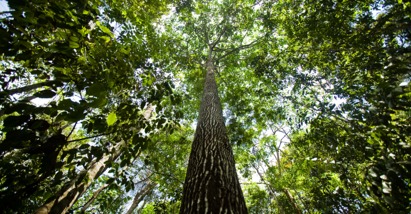 UNFCCC's tweet photo. Forests are our biggest ally in tackling the #ClimateCrisis 🌴🌳🌲

On today's International Day of Forests, let's commit to start treating them like one. 

#IntlForestDay