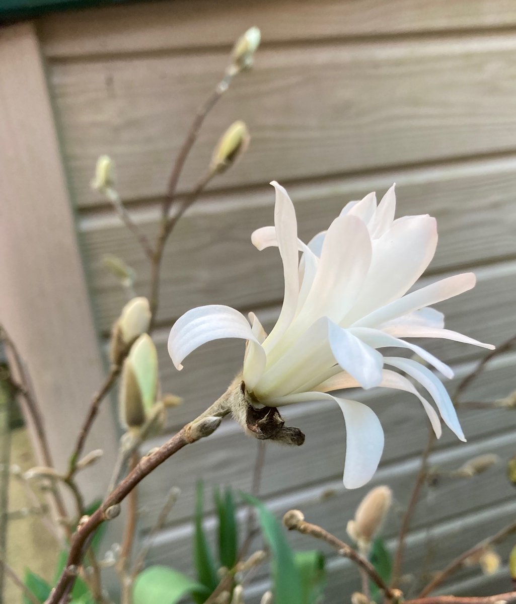 Beautiful Magnolia stellata in Cumbria from Christine Baelz. <a href="/cumbriainbloom/">Cumbria in Bloom</a> #cumbriainbloom