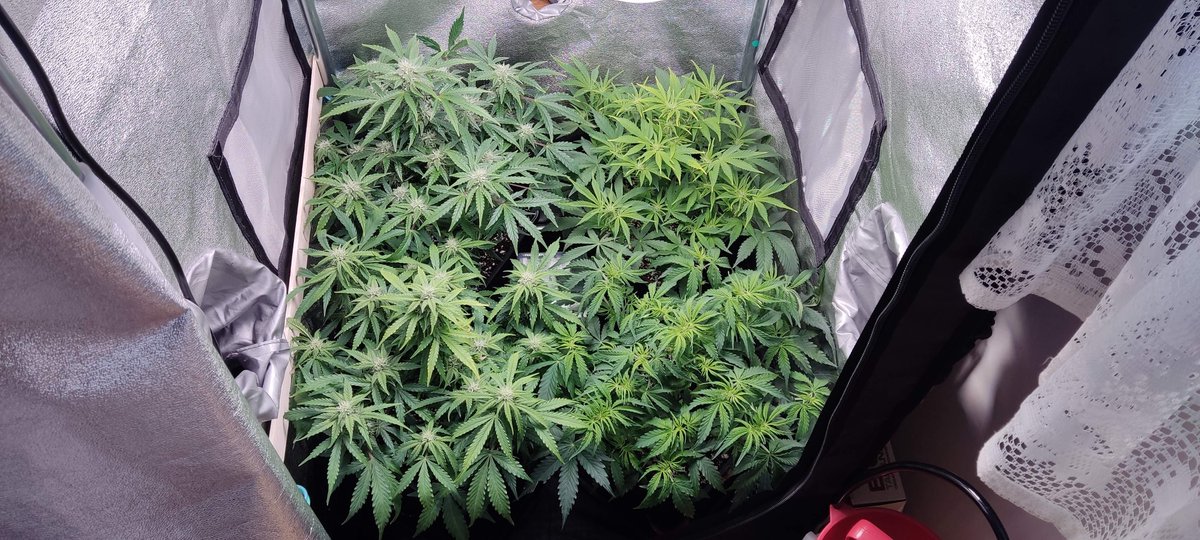 ViparSpectraLED's tweet photo. It began to smell beautiful and the smell is lemon, grow with #viparspectraled XS1000. HAPPY GROWING.
๐จโ๐พHappy_Rakosnicek
๐ฑ Mix Auto #4 https://t.co/FwLbkbNXC8