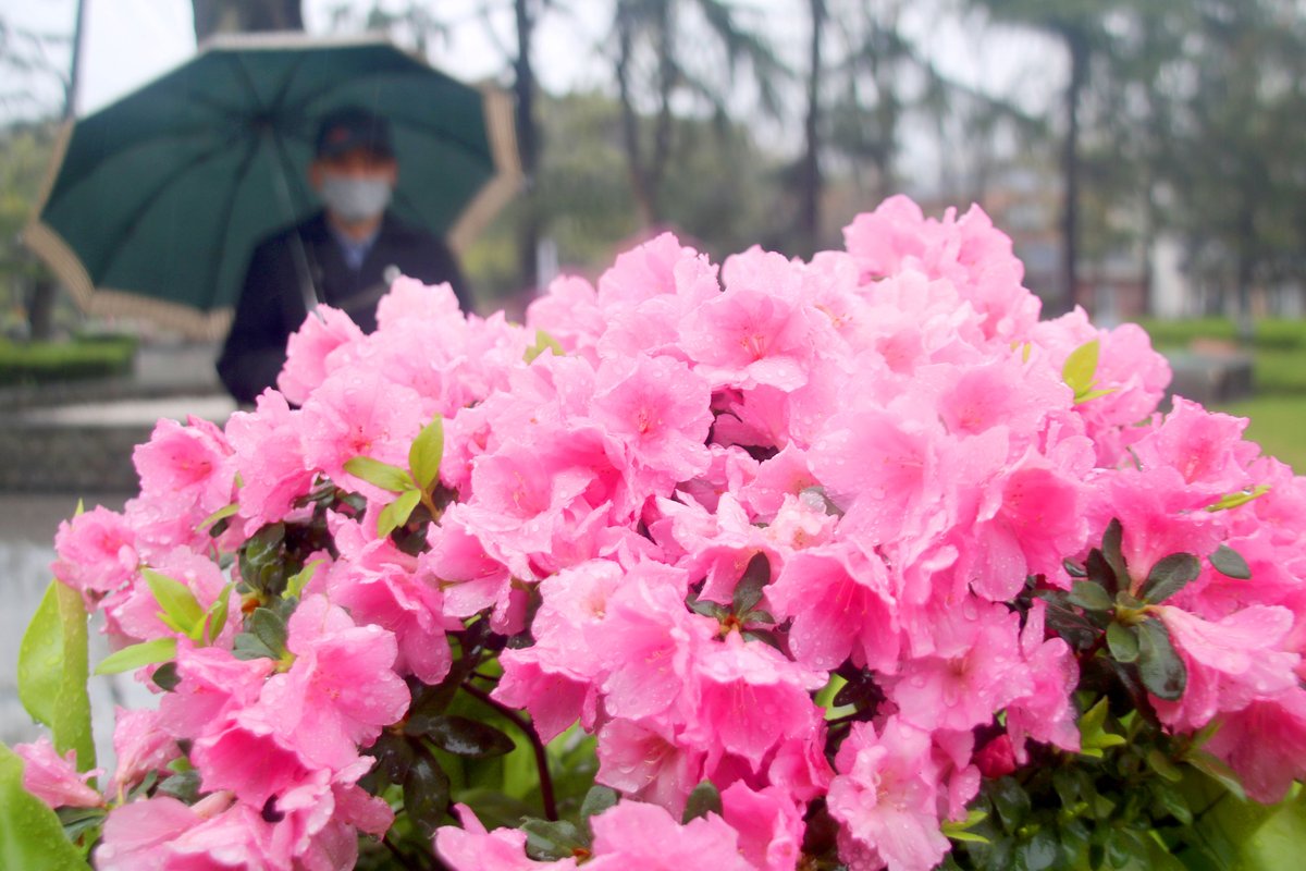 ThisisSuzhou's tweet photo. #Suzhou Park boasts some of the best #spring scenes, as a variety of flowers are in full bloom. Take a look! #SpringInSuzhou https://t.co/GWhGAbaq1D
