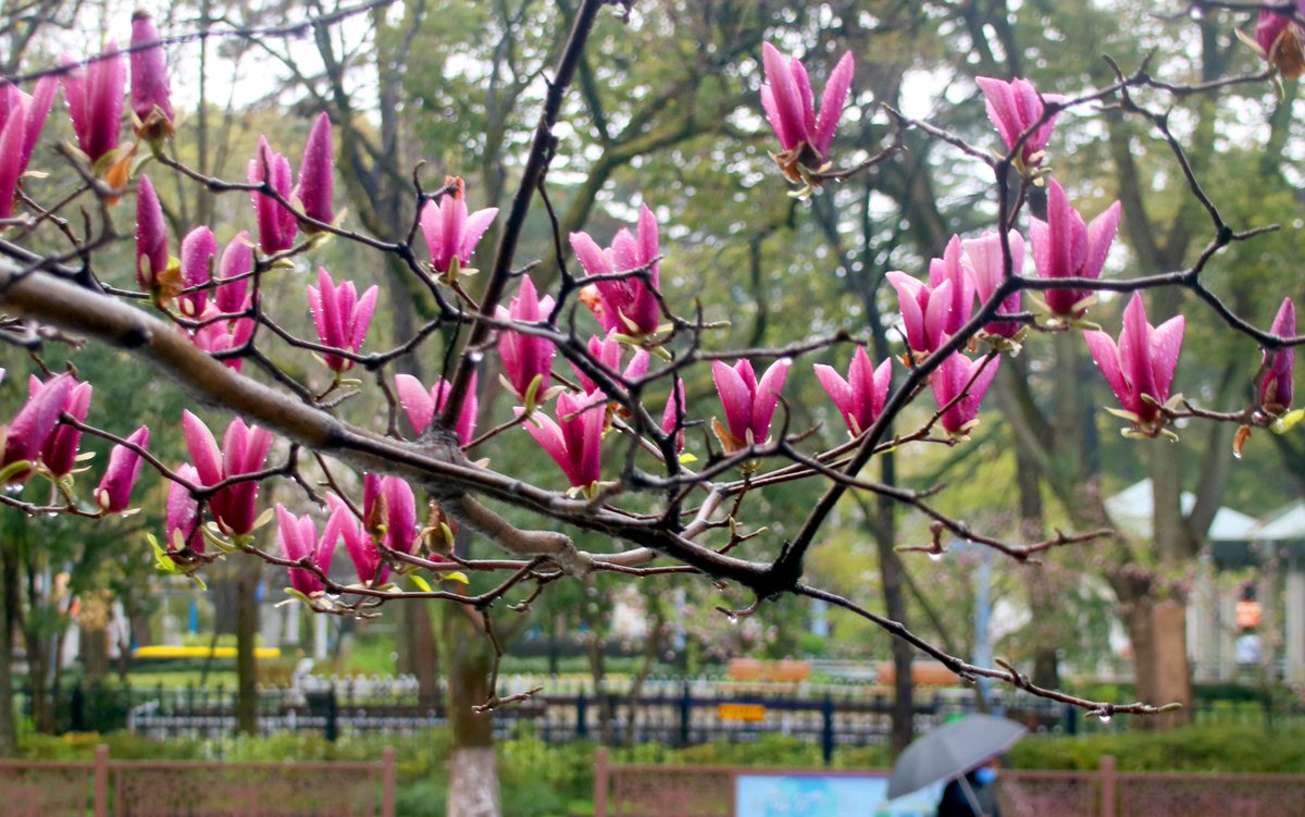 ThisisSuzhou's tweet photo. #Suzhou Park boasts some of the best #spring scenes, as a variety of flowers are in full bloom. Take a look! #SpringInSuzhou https://t.co/GWhGAbaq1D