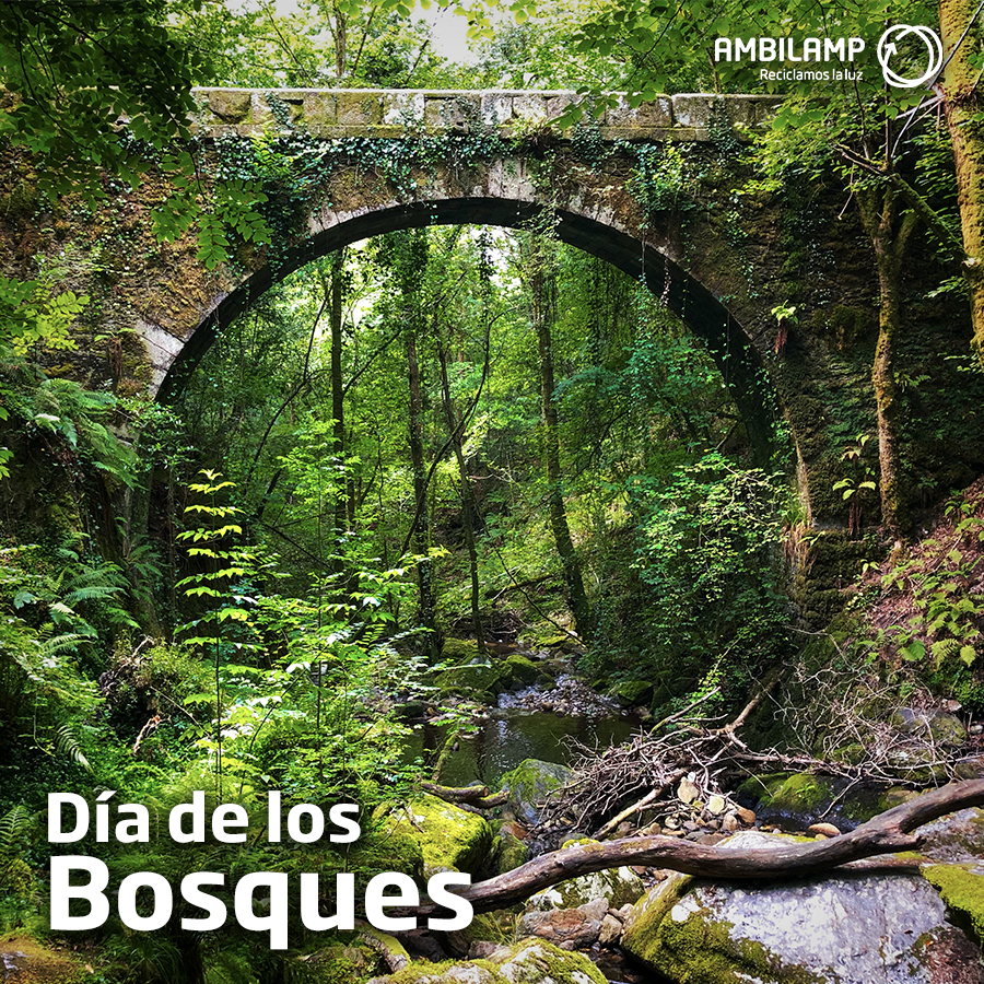 ambilamp's tweet photo. 🌳🌳Los #bosques ayudan a combatir el #cambioclimático, protegen la biodiversidad, los suelos, ríos y embalses.
💚Con el proyecto #Solidarilamp, colaboramos con @WWFespana en la plantación de árboles autóctonos.
#DiaInternacionaldelosbosques https://t.co/B6TQuQTP5q