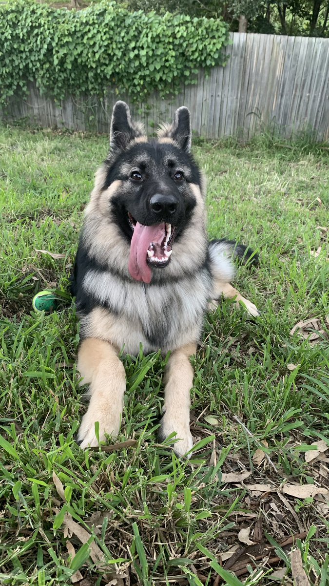 Cosmic45563778's tweet photo. @Average_Jonas I’ll be getting one for my birthday in 9 days!!! But for now Heres my friends German shepherd his names Rex https://t.co/Yqt2BT4GMD