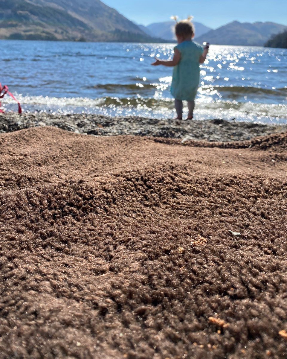 BronteGlen's tweet photo. Our ranger throws aren’t just for dogs - they make excellent picnic blankets https://t.co/AYUHSiWPVv https://t.co/iE98zJHhFs