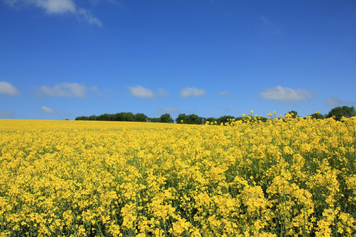 Job Opportunity - The United Oilseeds independent farmers co-op is recruiting for an Area Manager to promote its services to an established customer base in the S. of England. See details and how to apply here bit.ly/3IWe5Ji <a href="/BeckiiGibbs/">Beckii Gibbs</a> <a href="/owencuos/">Owen Cligg</a> <a href="/JBJFarm/">B Jackson</a> <a href="/McGregorFarms/">McGregor Farms</a>