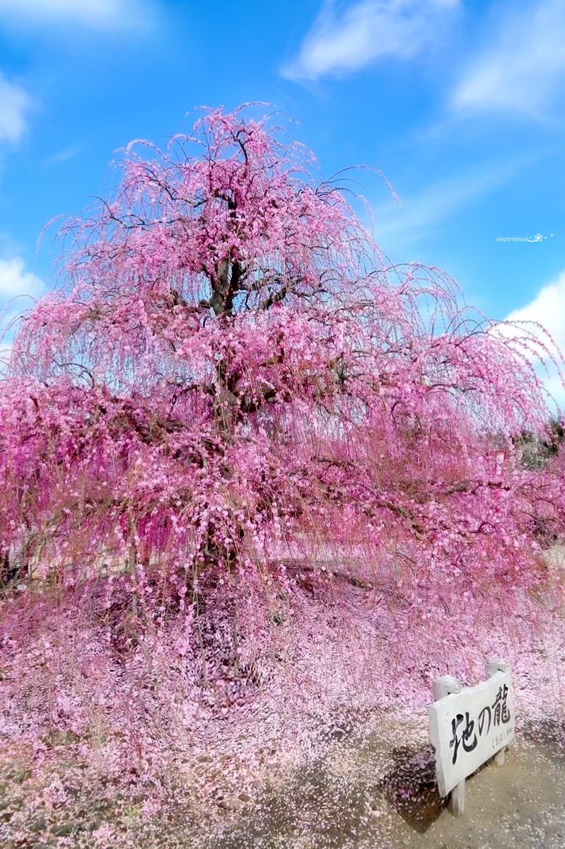 daiちゃん🌼🍀⁎⋆ ✧¨̮のんびり心地良く𓂃𓈒(ฅ´◡`⑅)ˢᵐⁱᒻᵉ🍀🌼 tweet media