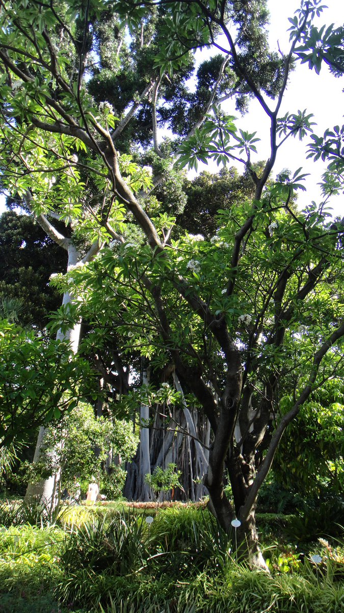 CarlaUso's tweet photo. “Son las pequeñas cosas que hacen los ciudadanos. Eso es lo que hará la diferencia. Mi pequeña cosa es plantar árboles.”
~ Wangari Maathai
#Africa #CinturonVerde #naturaleza
#MondayMotivation #FelizLunes 💚
🌳🌱🌳🌱🌳🌱🌳🌱🌳🌱🌳🌱🌳🌱🌳 https://t.co/nKbuf8rPlv