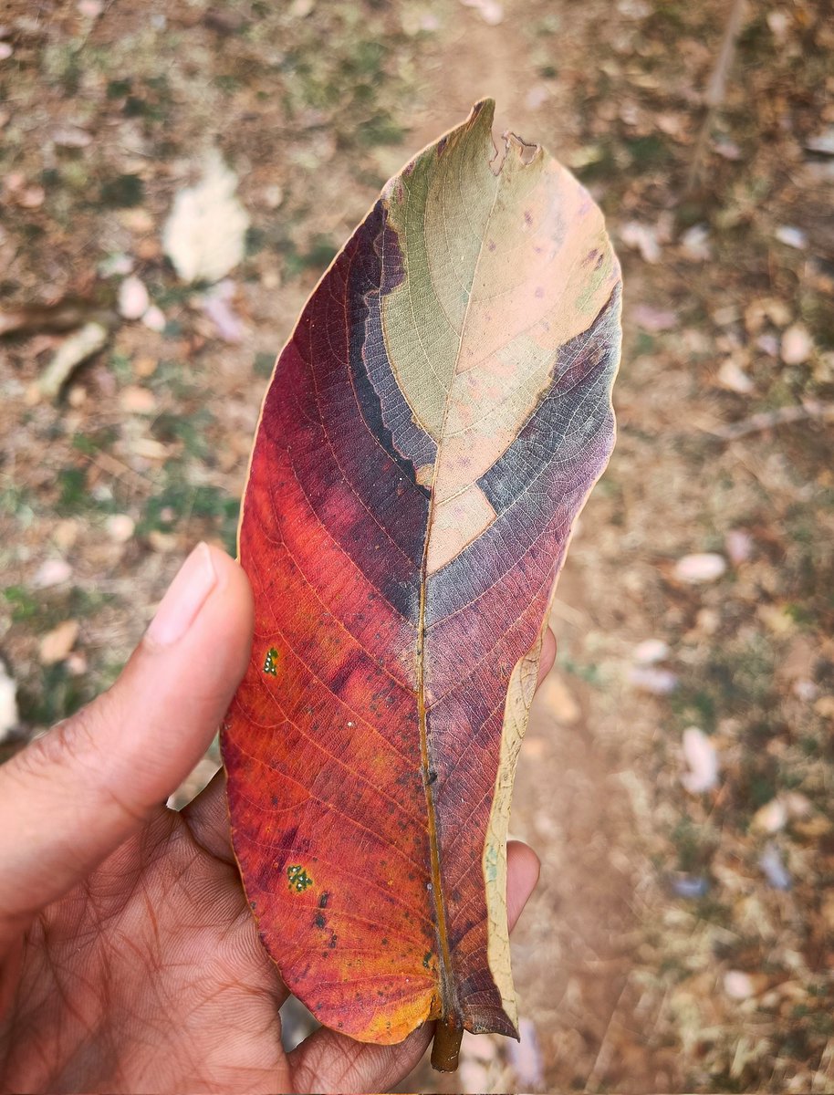 divyacandade's tweet photo. Pantone shade card on malai vengai (Pterocarpus marsupium) leaf. Nature stuns in the language of colour. #HoliFestival #NaturePhotography #PhotoOfTheDay #trees #Indiantrees #TwitterNatureCommunity #Holi2022 https://t.co/WYneHaPzNx
