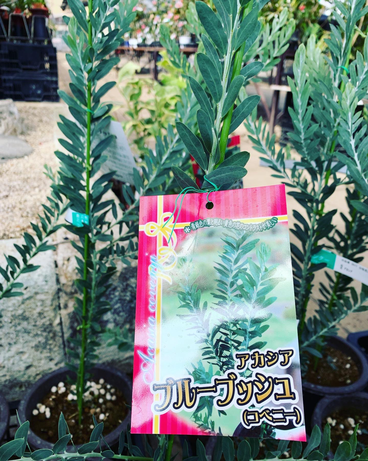 ホワイト系人気ブランド新作豊富 Rin様専用 アカシア プルプレア ダークアイ パールアカシア 植物 観葉植物 インテリア 住まい 小物ホワイト系 11 5 Jkkniu Edu