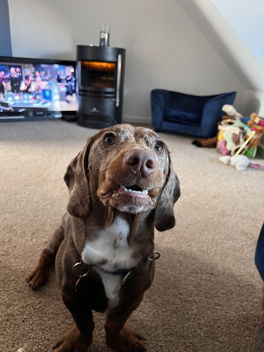 _kcellen's tweet photo. @OfficialPLT Every angle of Humphrey would be perfect🤣😬🌭#PLTpet https://t.co/022cGjfaJw
