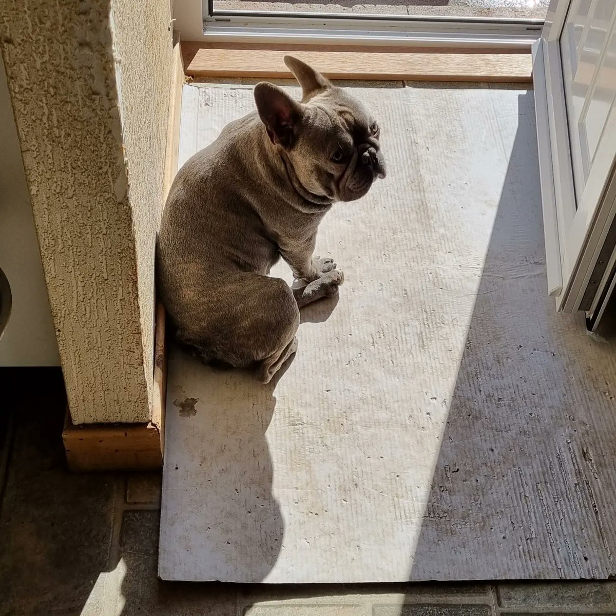 Loki enjoying the nice weather 😍 #frenchbulldog #blueeyedboy #bluefrenchbulldog