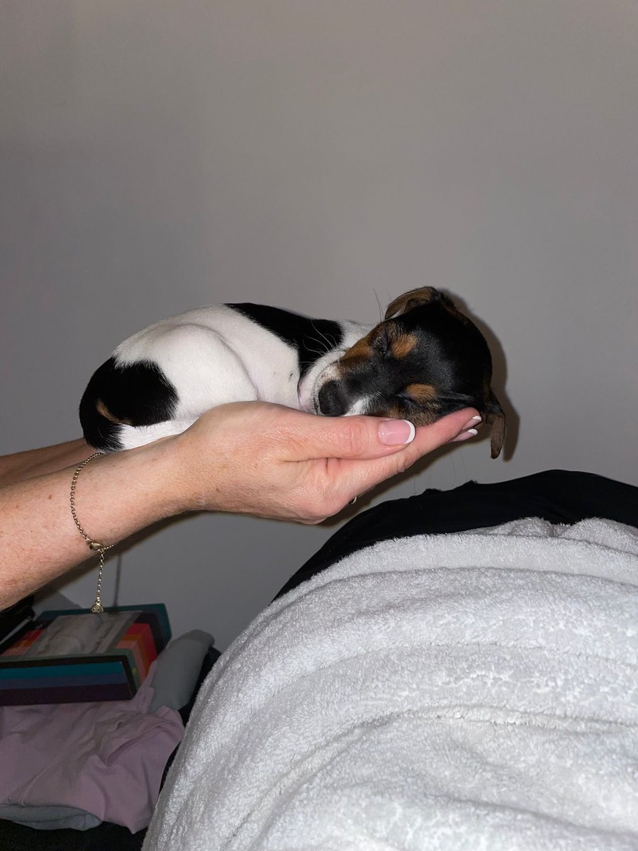 #PLTpet this is baby buttons 🐶