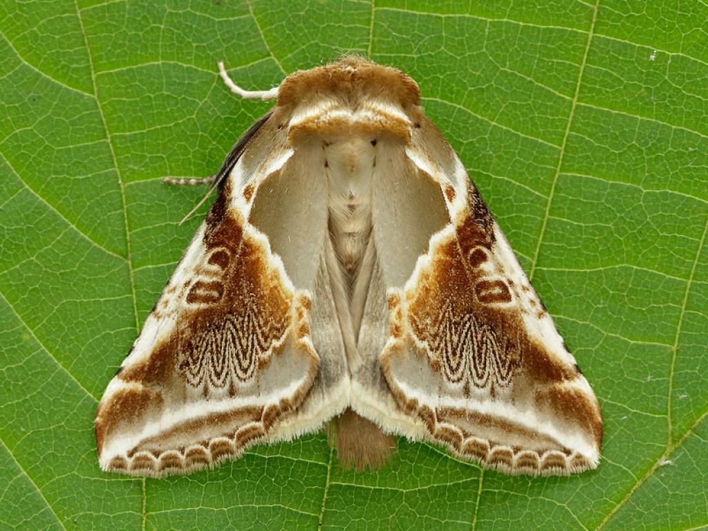 savebutterflies's tweet photo. Happy #MothMonday everyone!
Today's featured moth is Buff Arches - Habrosyne pyritoides! ๐
Most numerous in open woodland, particularly coppiced areas and young plantations.
You can learn more here ๐ https://t.co/bSX6H0YASx
#MothsMatter
๐ธ : Iain H Leach https://t.co/1oUAi29gbM