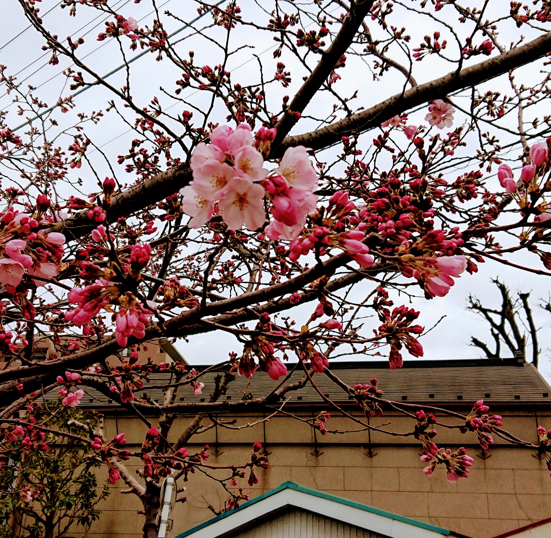 伴風花 Banfuuka Twitter