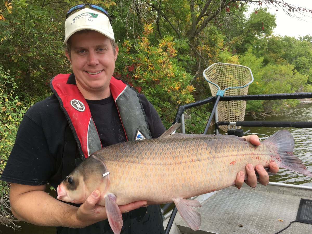 Carp and Buffalo are hard to sample! @FishSciGuy1 found hyperstability in electrofishing catch rates that also increased with water temperatures but were negatively related to season. afspubs.onlinelibrary.wiley.com/doi/10.1002/na…