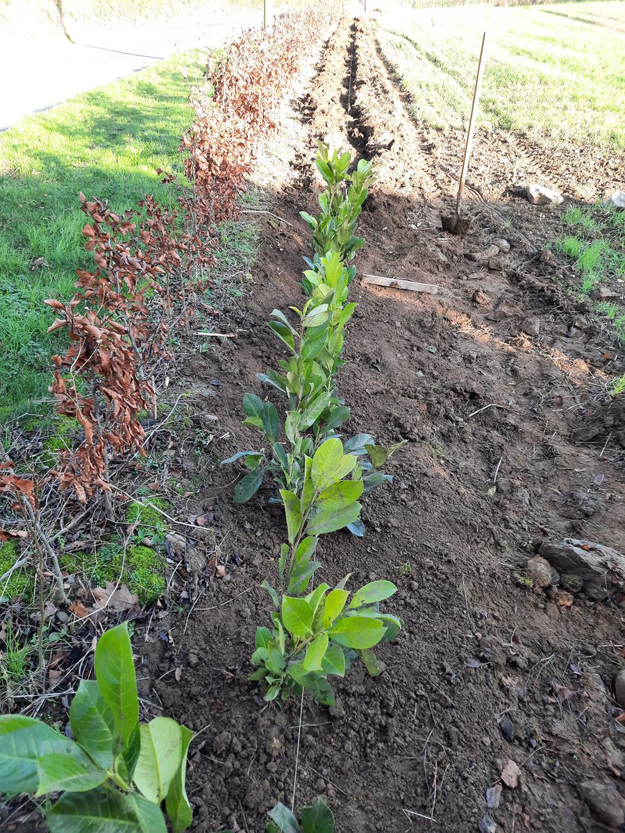 New crops planted, on a beautiful Irish morning