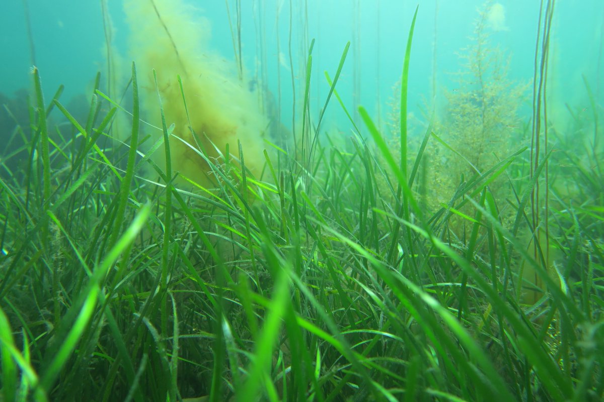 A year-long pilot project will see scientists explore the role the Island's #marine and #coastal #environment can play in the fight against #climatechange. The Blue Carbon project will be delivered by @iomdefa in partnership with @NOCNews and @SwanseaUni 👇ow.ly/Gaij50InVwj