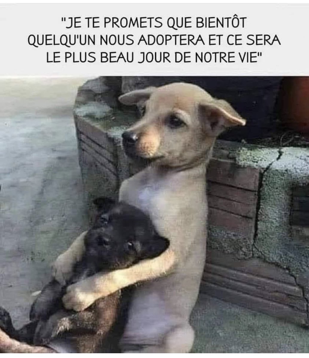 ChevauxUrgence's tweet photo. https://t.co/o6XPyLx01A